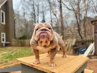 Asia, a female English Bulldog for sale in Duluth, GA – Photo 6 of 10