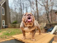 Asia, a female English Bulldog for sale in Duluth, GA – Photo 5 of 10