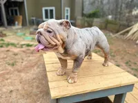 Asia, a female English Bulldog for sale in Duluth, GA – Photo 9 of 10