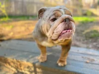 Asia, a female English Bulldog for sale in Duluth, GA – Photo 3 of 10