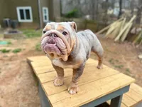 Asia, a female English Bulldog for sale in Duluth, GA – Photo 7 of 10