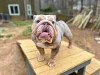 Asia, a female English Bulldog for sale in Duluth, GA – Photo 10 of 10