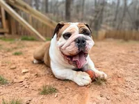 John Coffey, a male English Bulldog for sale in Duluth, GA – Photo 8 of 10