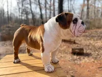 John Coffey, a male English Bulldog for sale in Duluth, GA – Photo 2 of 10