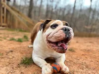 John Coffey, a male English Bulldog for sale in Duluth, GA – Photo 5 of 10