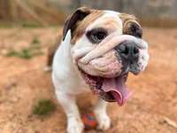 John Coffey, a male English Bulldog for sale in Duluth, GA – Photo 6 of 10