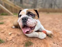 John Coffey, a male English Bulldog for sale in Duluth, GA – Photo 9 of 10