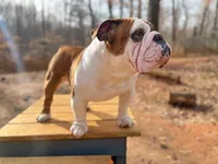 John Coffey, a male English Bulldog for sale in Duluth, GA – Photo 3 of 10