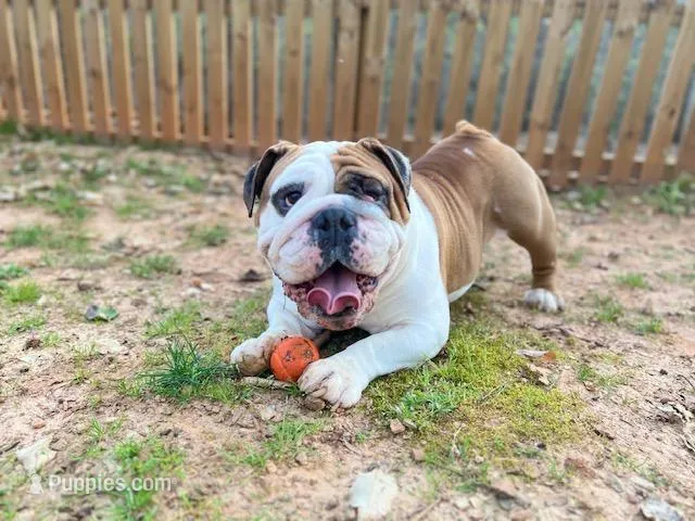 John Coffey – English Bulldog puppy for sale in Duluth, GA
