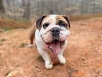 John Coffey, a male English Bulldog for sale in Duluth, GA – Photo 10 of 10