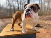 John Coffey, a male English Bulldog for sale in Duluth, GA – Photo 4 of 10