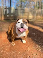 Canela, a female English Bulldog for sale in Duluth, GA – Photo 2 of 10