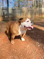 Canela, a female English Bulldog for sale in Duluth, GA – Photo 5 of 10