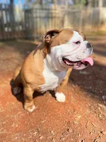 Canela, a female English Bulldog for sale in Duluth, GA – Photo 9 of 10