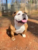 Canela, a female English Bulldog for sale in Duluth, GA – Photo 3 of 10