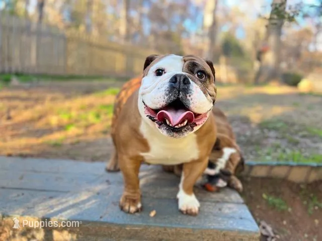 Canela – English Bulldog puppy for sale in Duluth, GA