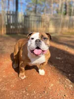 Canela, a female English Bulldog for sale in Duluth, GA – Photo 7 of 10