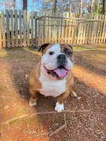 Canela, a female English Bulldog for sale in Duluth, GA – Photo 10 of 10