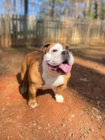 Canela, a female English Bulldog for sale in Duluth, GA – Photo 6 of 10