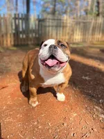 Canela, a female English Bulldog for sale in Duluth, GA – Photo 4 of 10