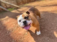 Canela, a female English Bulldog for sale in Duluth, GA – Photo 8 of 10