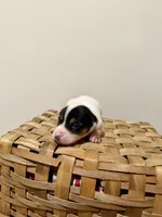 Sasha, a female Rat Terrier for sale in Pembroke, NC – 6 of 8