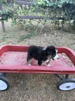Hank , a male Australian Shepherd for sale in Pembroke, NC – 3 of 5