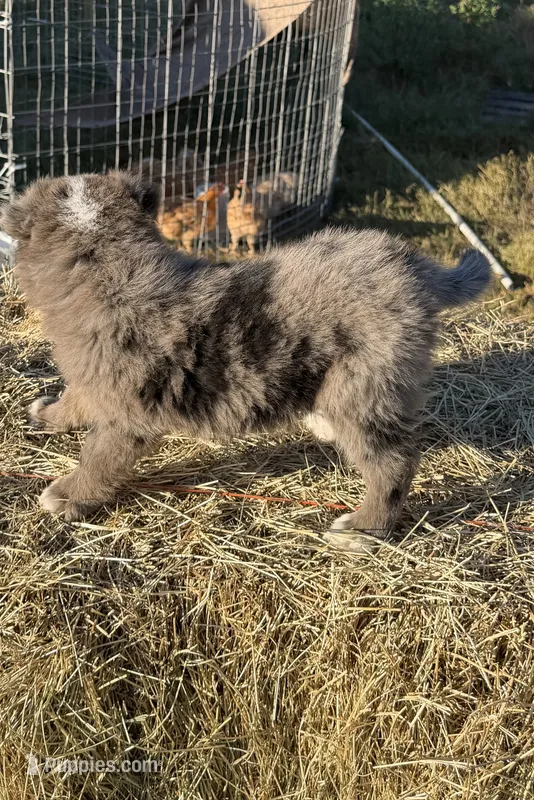 River – Australian Shepherd puppy for sale in Pembroke, NC