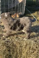 River, a female Australian Shepherd for sale in Pembroke, NC – 1 of 8