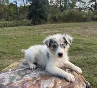 Rosie, a female Australian Shepherd for sale in Pembroke, NC – 5 of 5