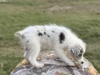 Rosie, a female Australian Shepherd for sale in Pembroke, NC – 2 of 5
