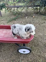 Reba, a female Australian Shepherd for sale in Pembroke, NC – 6 of 6
