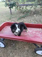 Hank , a male Australian Shepherd for sale in Pembroke, NC – 2 of 5