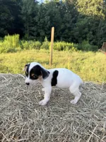 Dixie, a female Rat Terrier for sale in Pembroke, NC – 2 of 3
