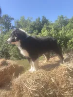 Bella, a female Australian Shepherd for sale in Pembroke, NC – 2 of 2