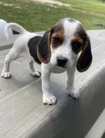 Maggie, a female Beagle for sale in Pembroke, NC – 1 of 2
