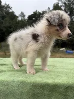 Lady, a female Australian Shepherd for sale in Pembroke, NC – 3 of 5