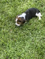 Jax , a male Beagle for sale in Pembroke, NC – 2 of 2