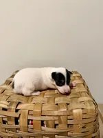 Sasha, a female Rat Terrier for sale in Pembroke, NC – 4 of 8
