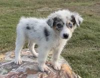 Rosie, a female Australian Shepherd for sale in Pembroke, NC – 1 of 5
