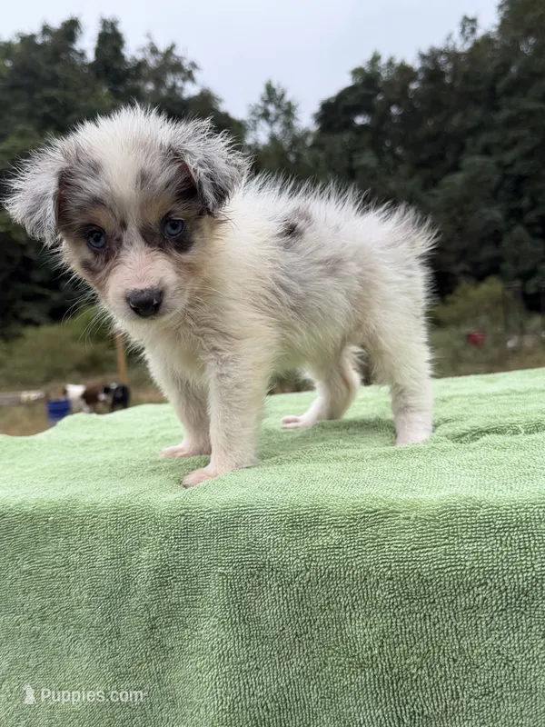 Lady – Australian Shepherd puppy for sale in Pembroke, NC