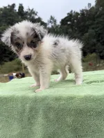 Lady, a female Australian Shepherd for sale in Pembroke, NC – 1 of 5