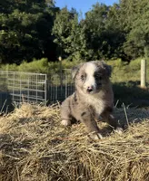 River, a female Australian Shepherd for sale in Pembroke, NC – 2 of 8