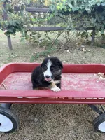 Hank , a male Australian Shepherd for sale in Pembroke, NC – 5 of 5