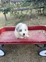 Reba, a female Australian Shepherd for sale in Pembroke, NC – 3 of 6