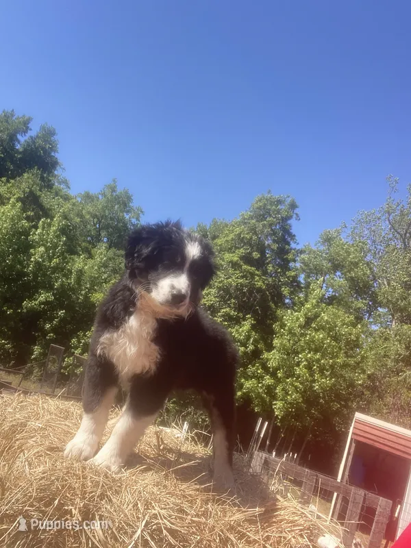 Bella – Australian Shepherd puppy for sale in Pembroke, NC