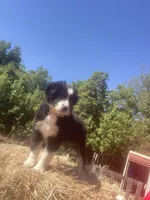 Bella, a female Australian Shepherd for sale in Pembroke, NC – 1 of 2