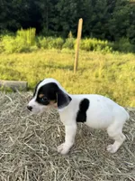 Dixie, a female Rat Terrier for sale in Pembroke, NC – 3 of 3