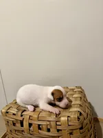 Willow, a female Rat Terrier for sale in Pembroke, NC – 6 of 6