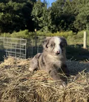 River, a female Australian Shepherd for sale in Pembroke, NC – 8 of 8